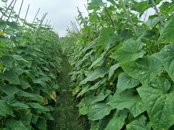 老交情食品有限公司收黃瓜